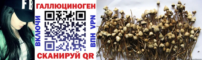 Галлюциногенные грибы Psilocybine cubensis Курлово